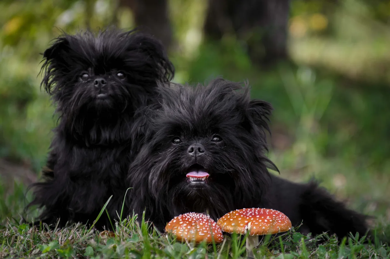 Un Affenpinscher