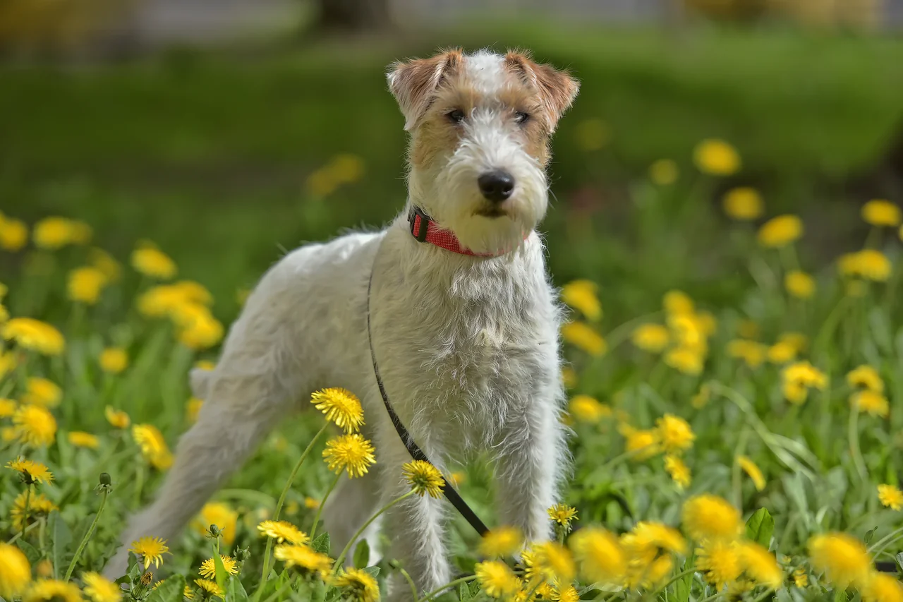 Un Airedale Terrier