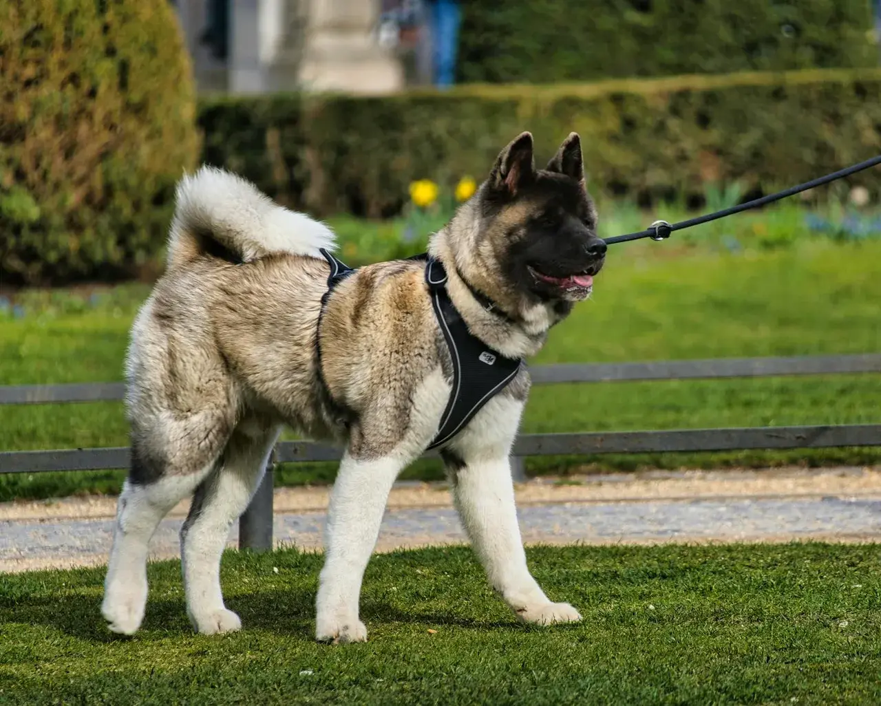 Un Akita américain