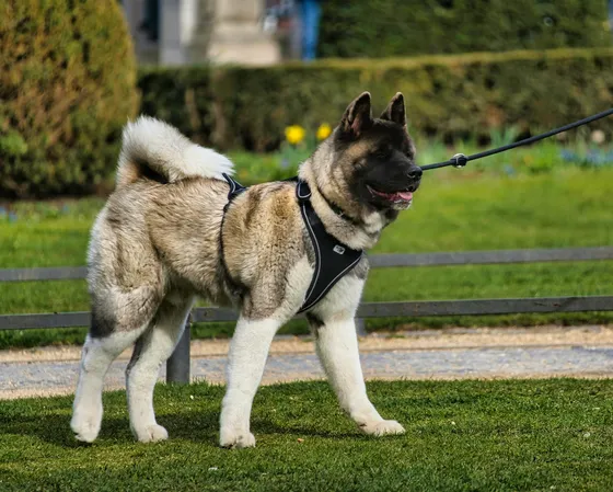 Akita américain