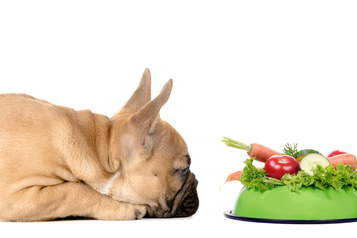 Un chien se repose près d’un bol de légumes