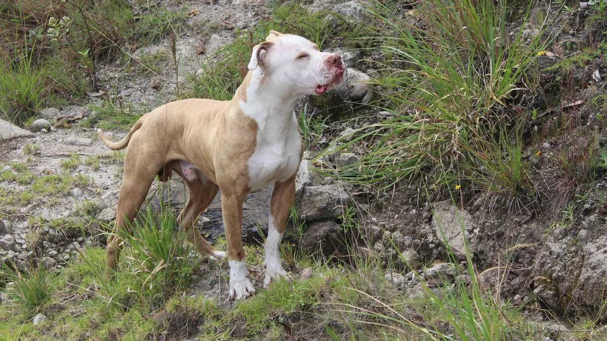 Un American Pit Bull Terrier à l'extérieur