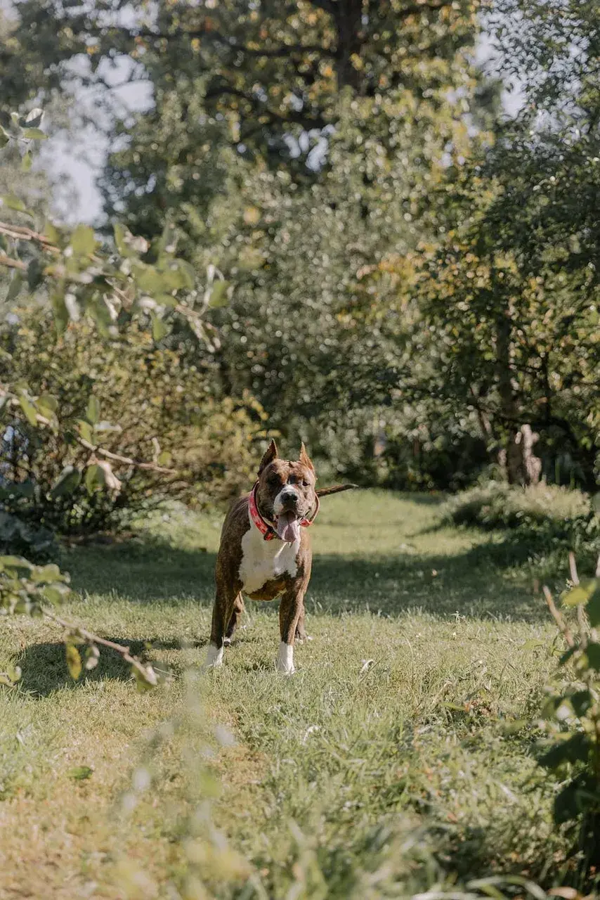 Un American Staffordshire Terrier