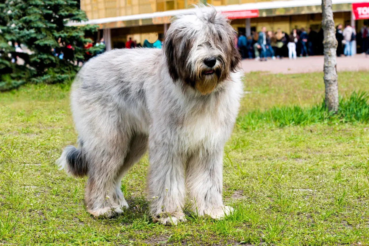 Un Barbet brun debout dans l'herbe