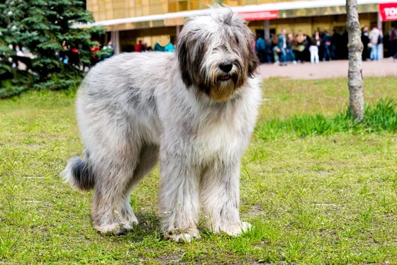 Barbet