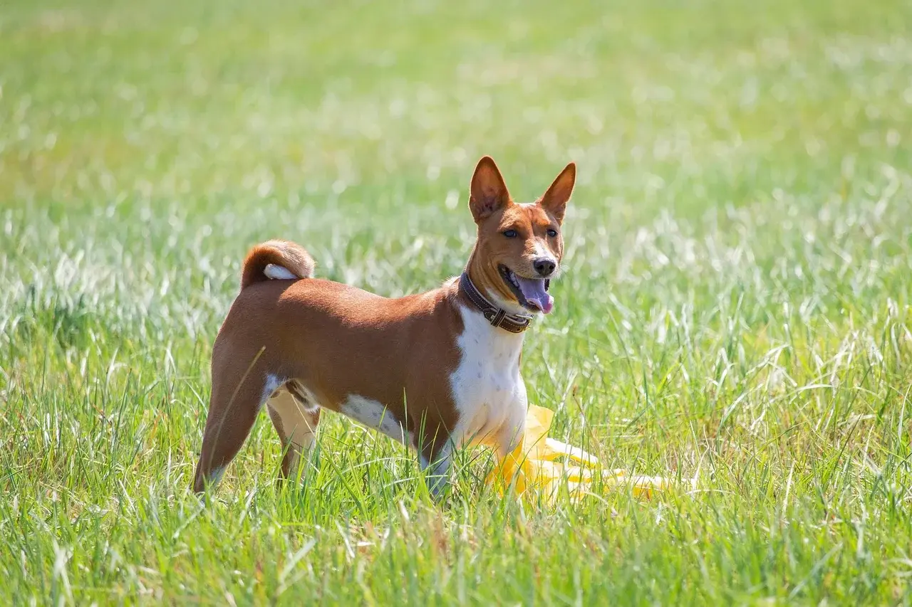 Un Basenji roux et blanc debout à l'extérieur