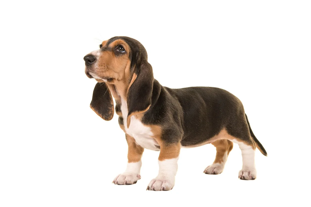 Un Basset artésien normand tricolore debout à l'extérieur
