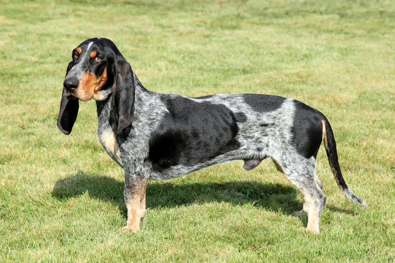 Un Basset bleu de Gascogne à la robe mouchetée debout dans l'herbe