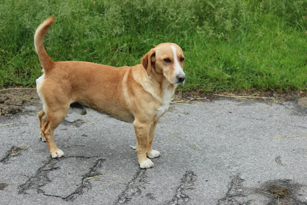 Un Basset des Alpes debout dans l'herbe