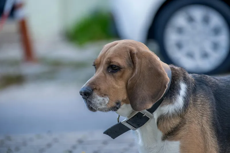 Basset des Alpes