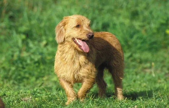 Basset fauve de Bretagne