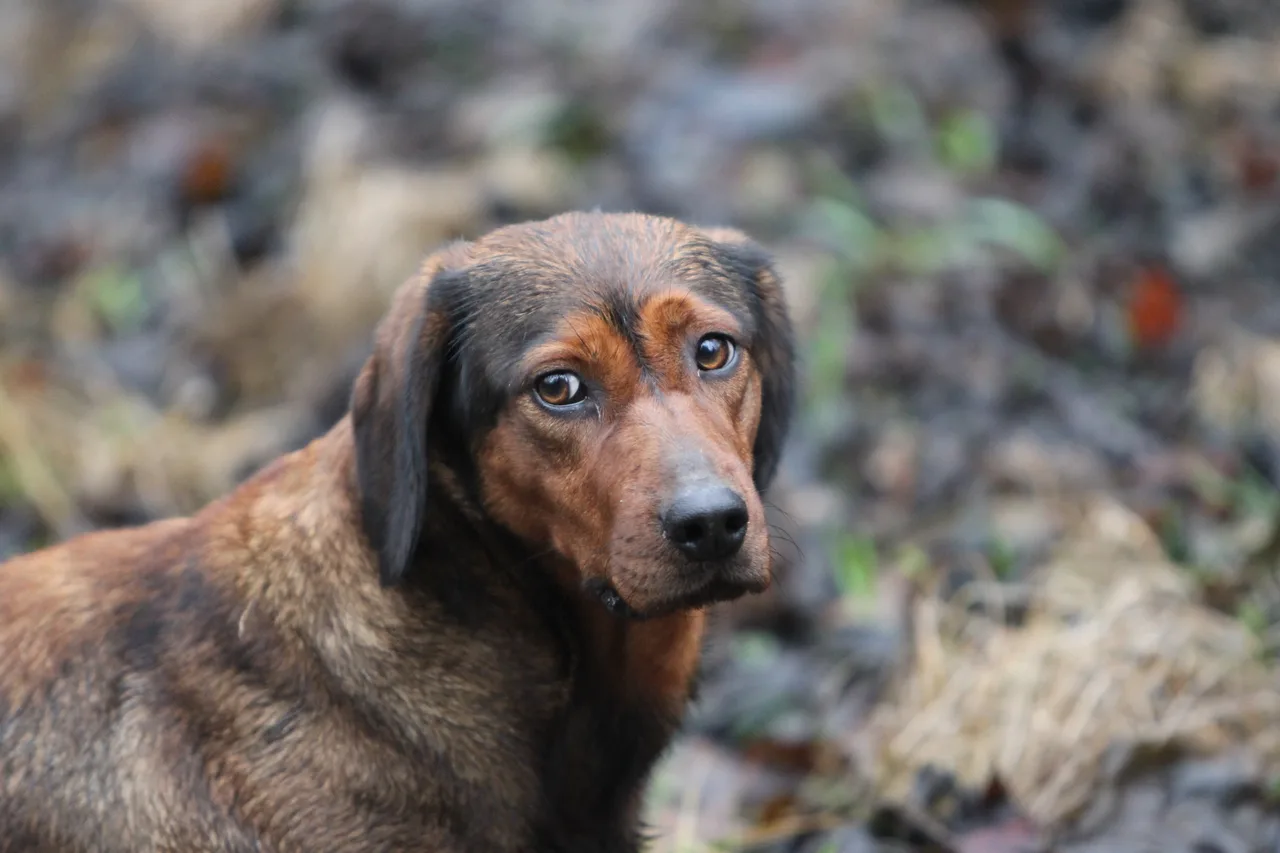 Un Basset suédois à l'extérieur