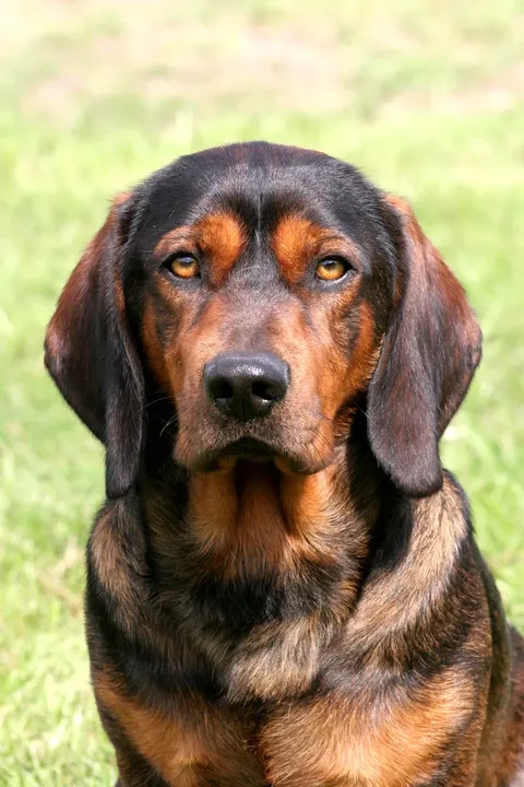 Basset suédois
