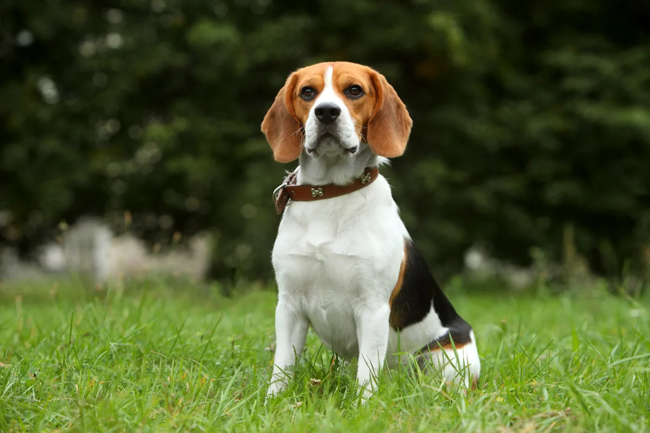Un Beagle