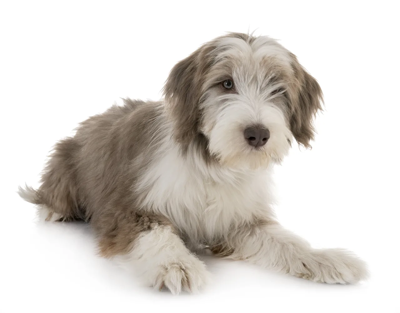 Un Bearded Collie gris et blanc debout à l'extérieur