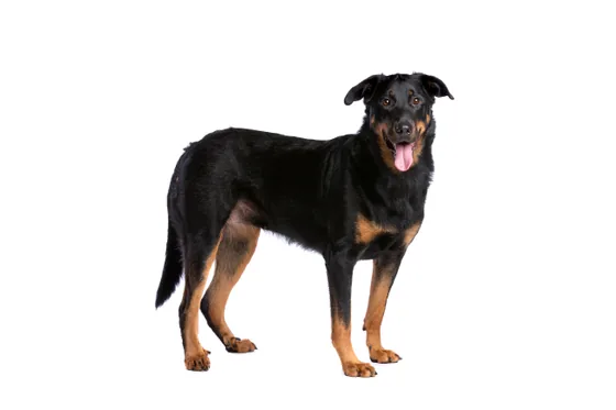 Beauceron