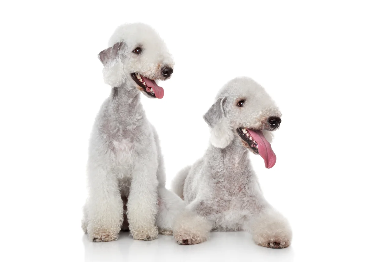 Un Bedlington Terrier bleu debout à l'extérieur