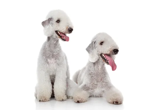 Bedlington Terrier
