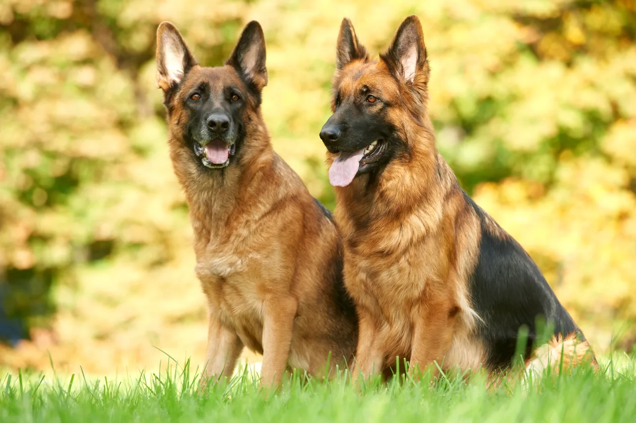Deux Bergers allemands dans l’herbe