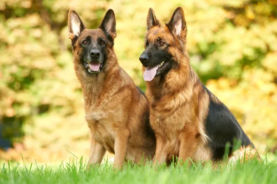 Berger allemand