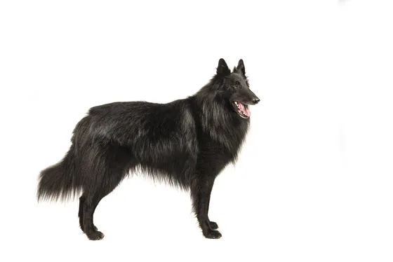 Berger belge Groenendael