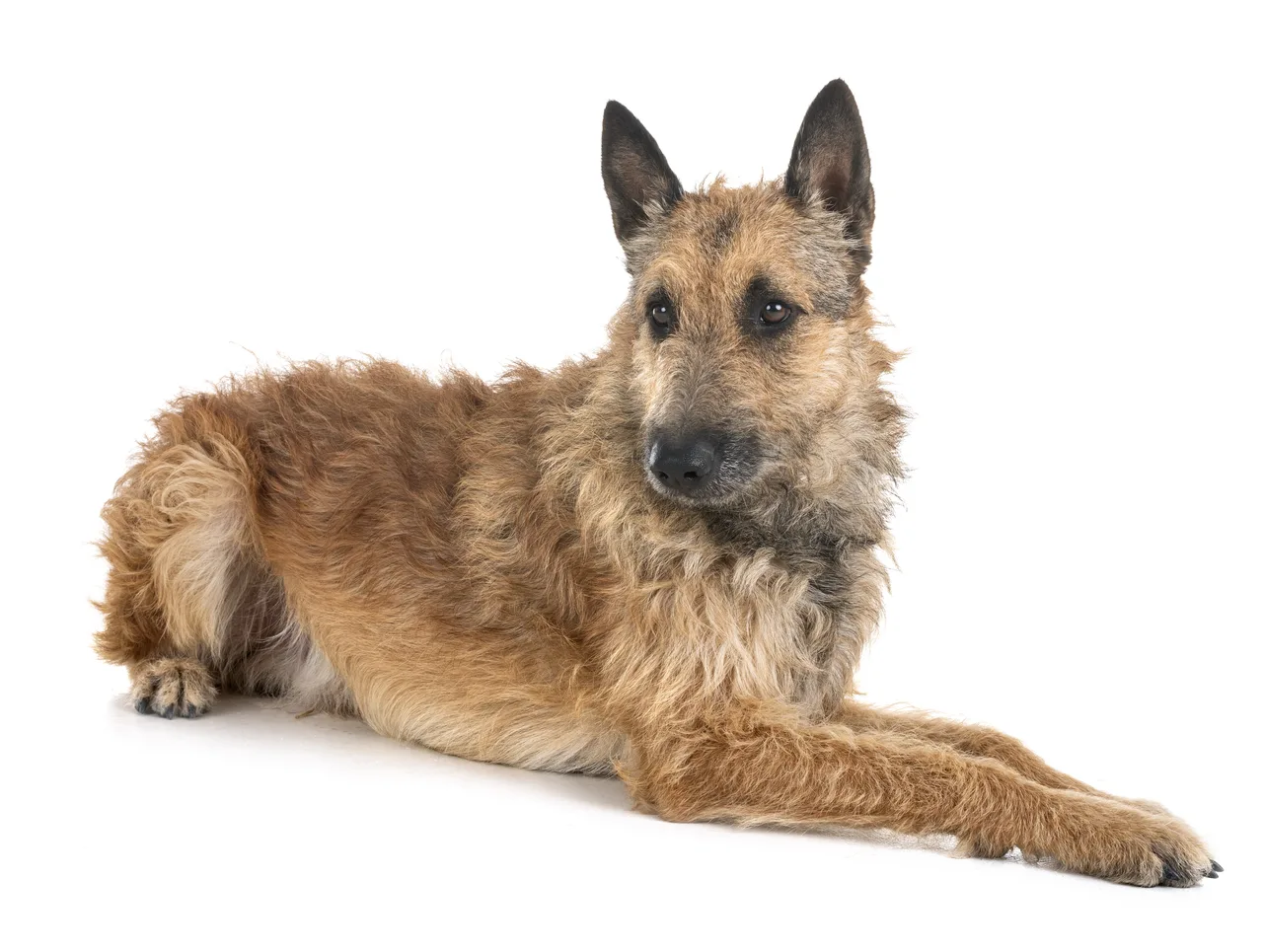 Un Berger belge Laekenois au poil dur couché sur fond clair