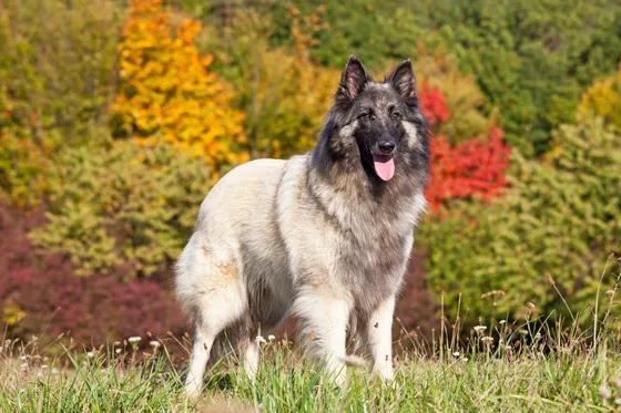 Berger belge Tervueren