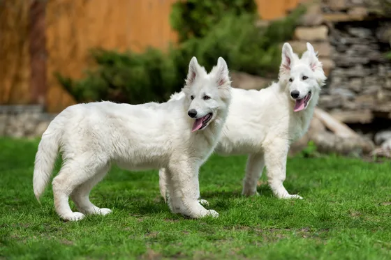 Berger blanc suisse