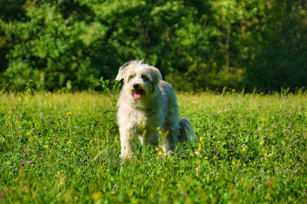 Un Berger des Pyrénées à poil long à l'extérieur