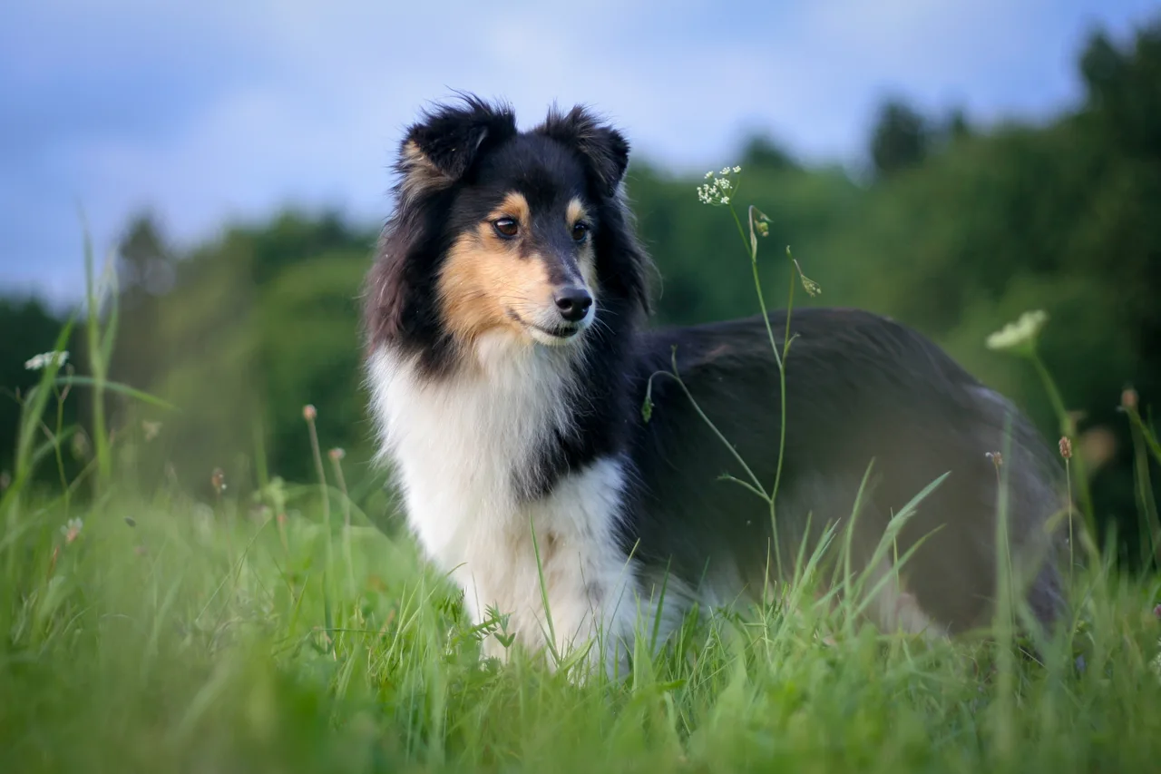 Un Berger des Shetland