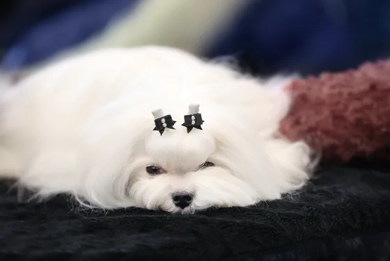 Bichon bolonais