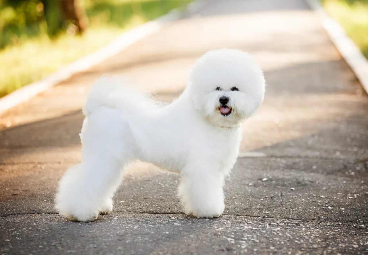 Oscar, Bichon frisé