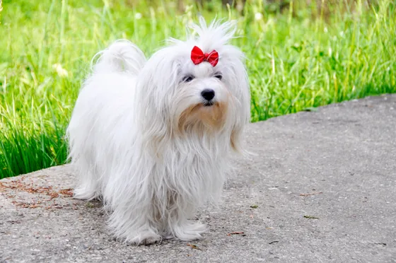 Bichon maltais