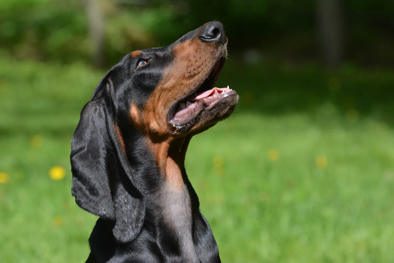 Un Black and Tan Coonhound à l'extérieur