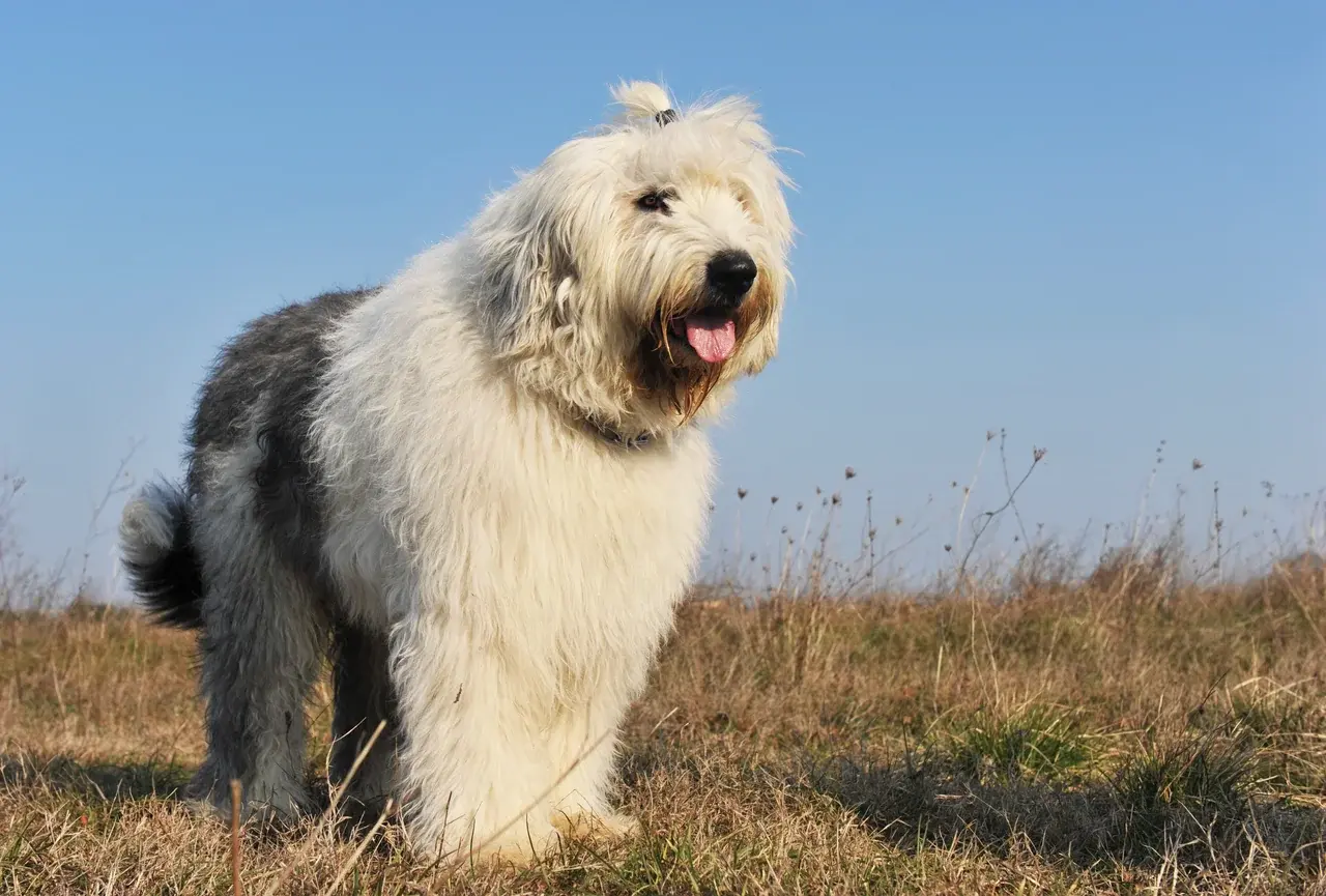 Un Bobtail à l'extérieur