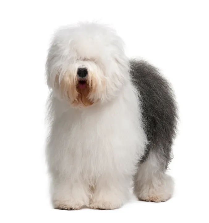 Bobtail