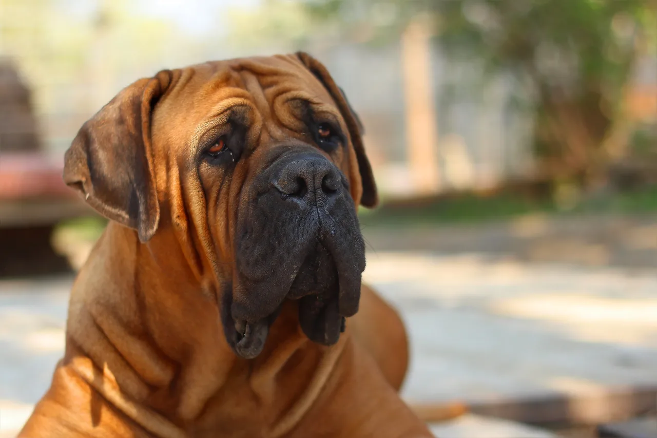 Un Boerboel à l'extérieur
