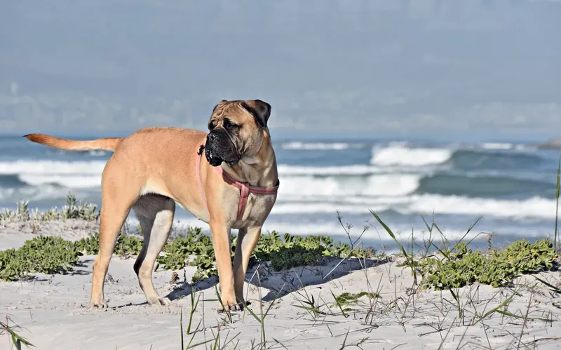Boerboel