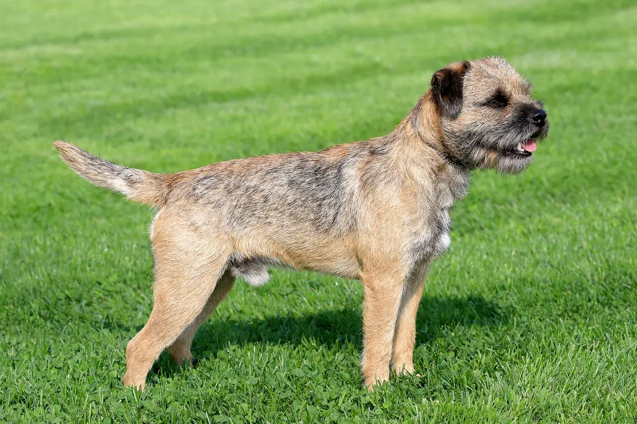 Un Border Terrier au poil rude debout dans la nature