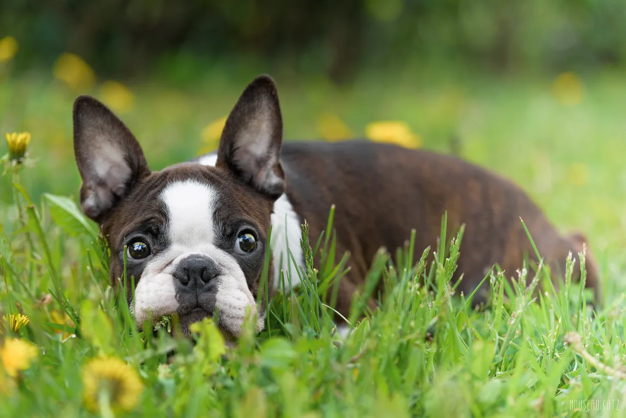 Un Boston Terrier debout dans l'herbe