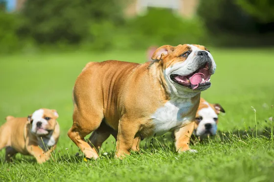 Bouledogue anglais
