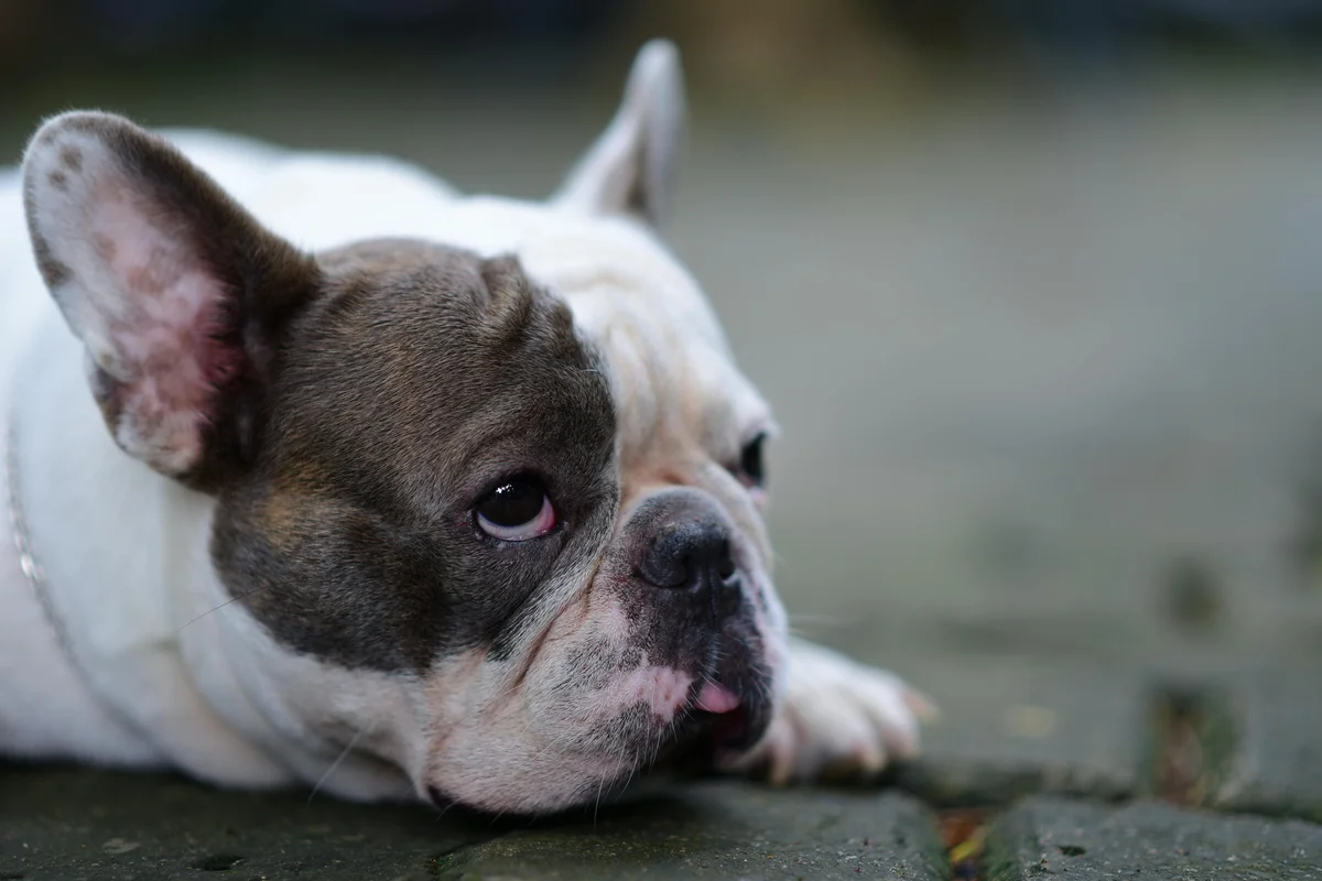 Un Bouledogue français allongé regarde sur le côté