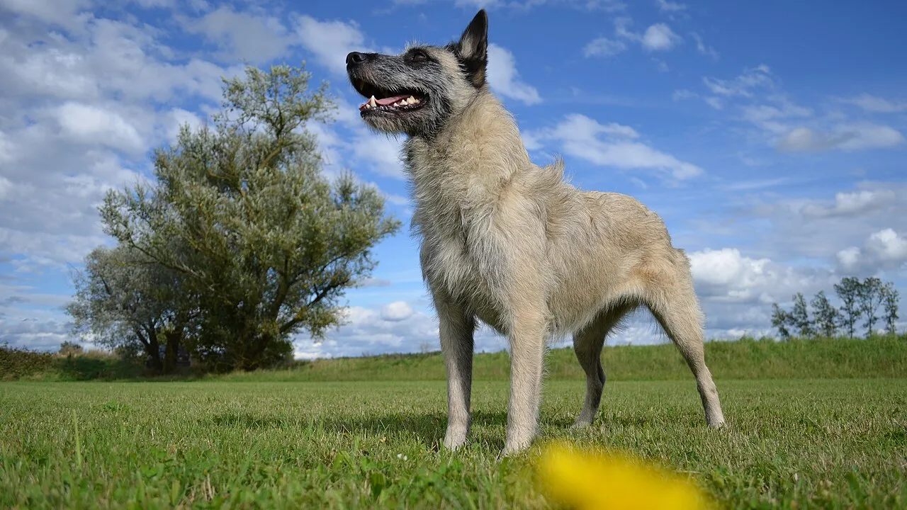Une femelle Bouvier des Ardennes se tient dans l’herbe