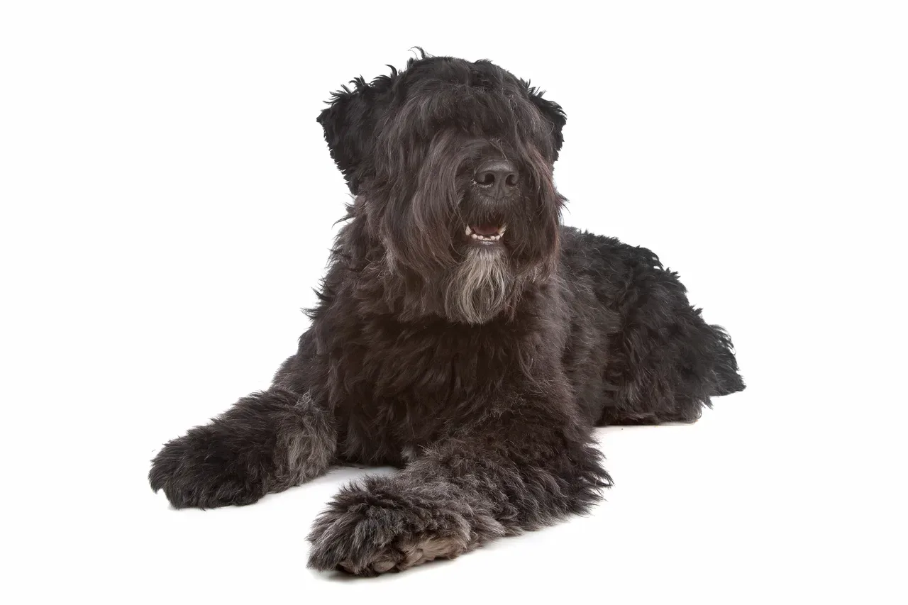 Un Bouvier des Flandres noir se tient sur un fond clair