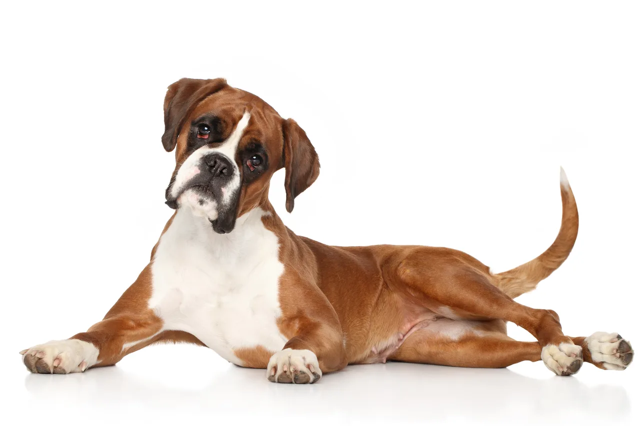 Un Boxer