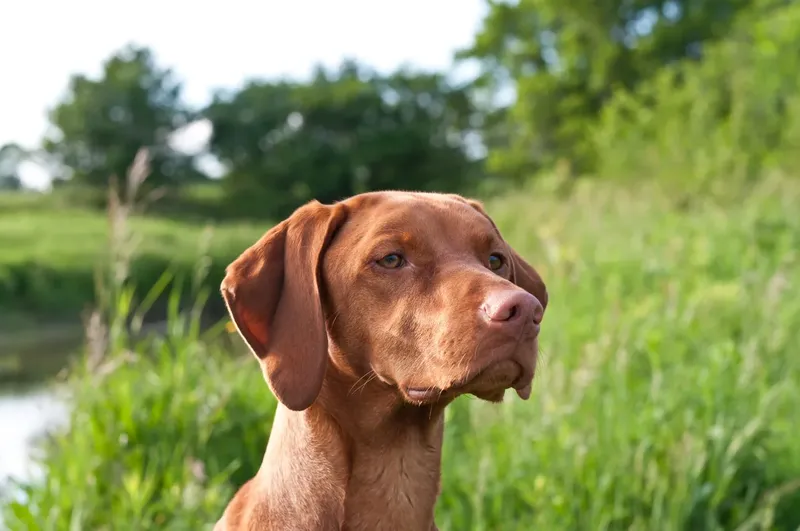 Braque hongrois à poil court (Vizsla)
