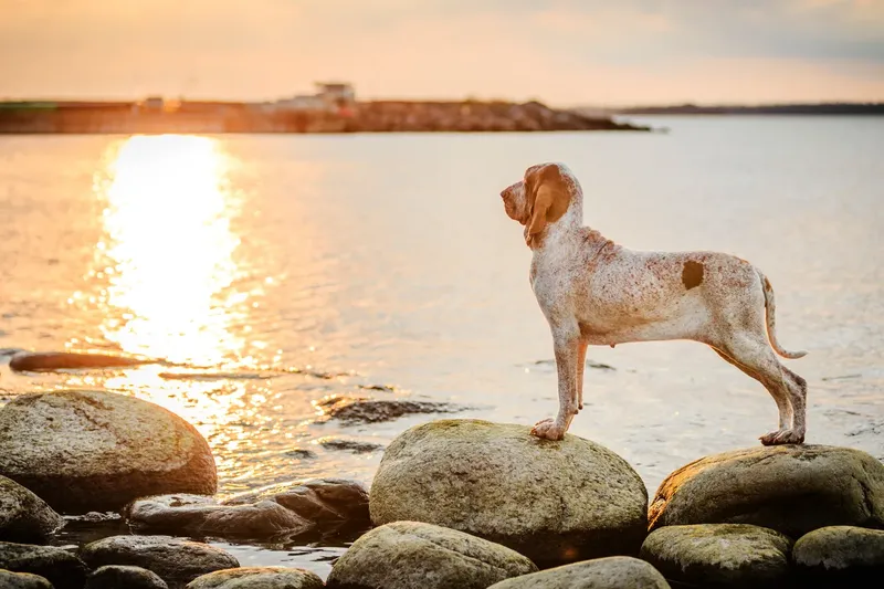 Braque italien
