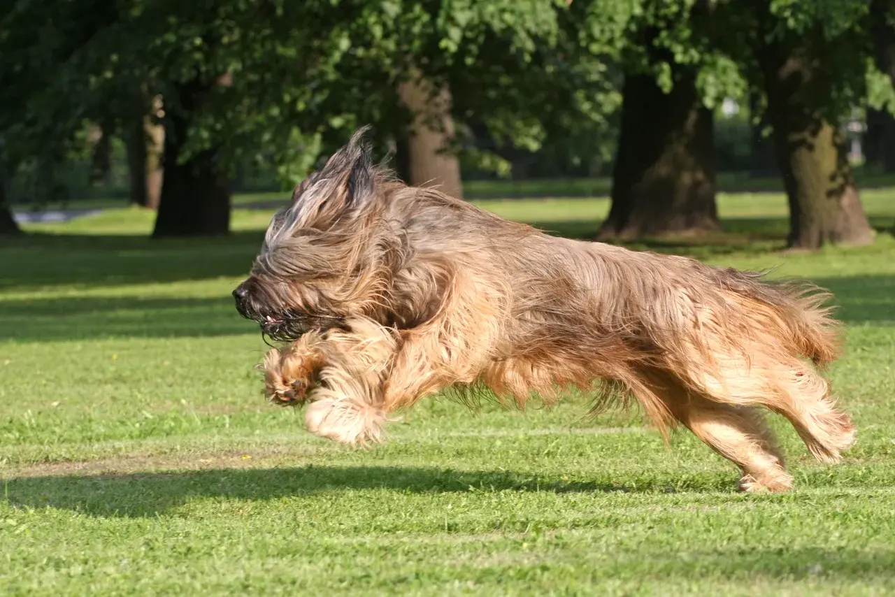 Un Briard