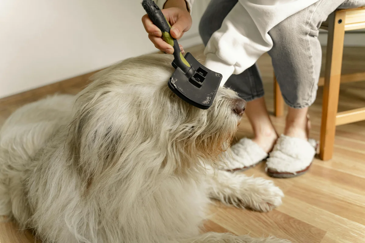 Une personne brosse doucement le pelage d’un chien à poil long