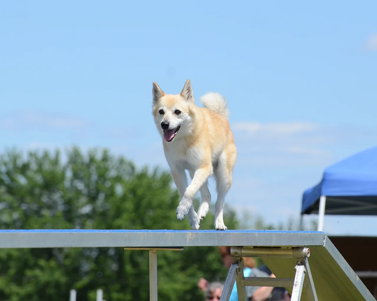Un Buhund norvégien à l'extérieur